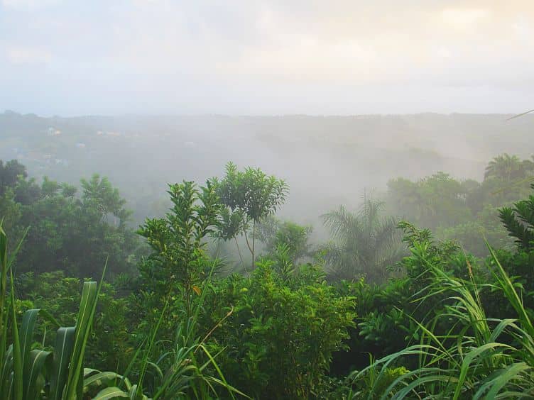 Misty Morning Ambiance