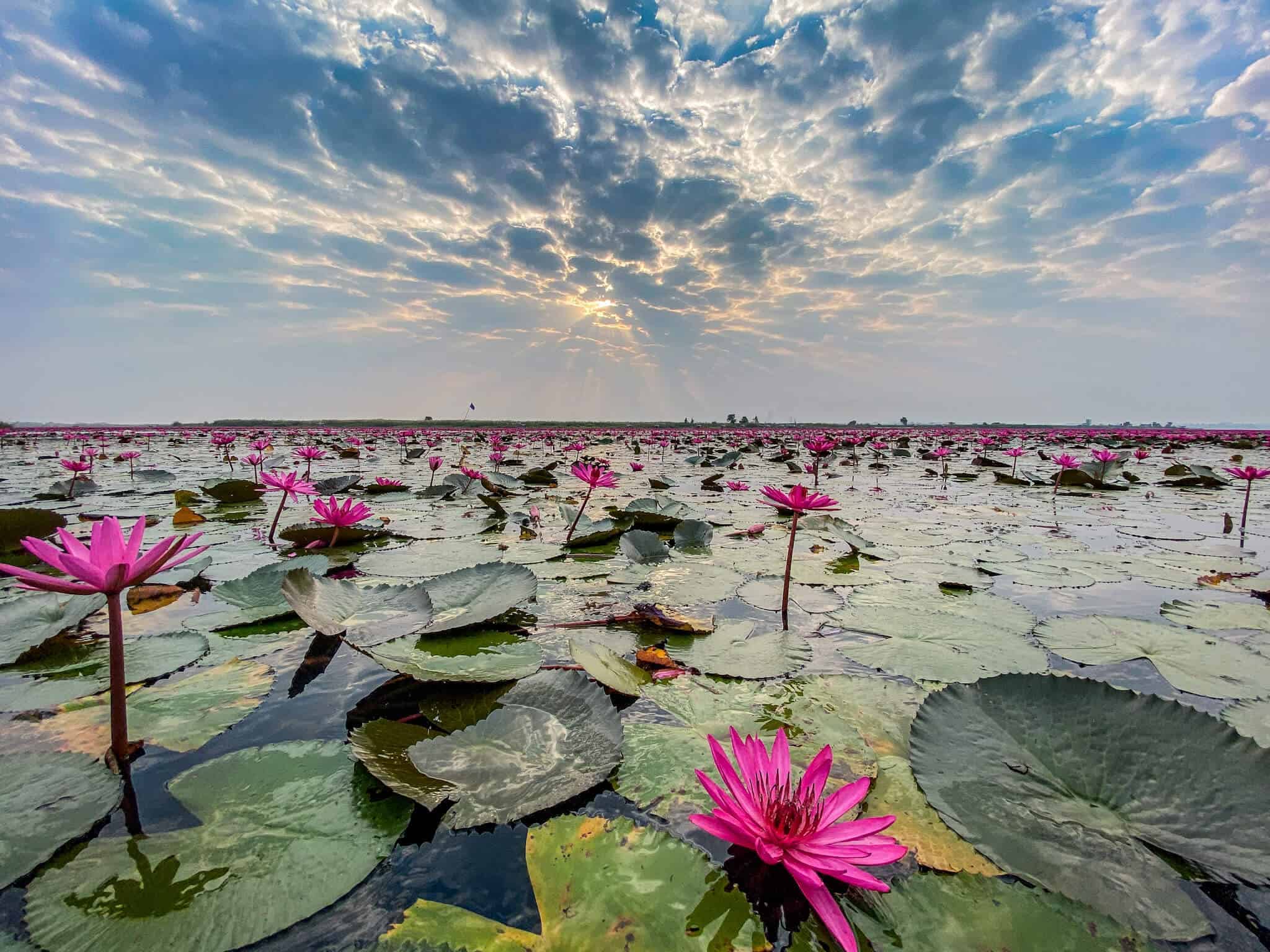 Lotus Paradise