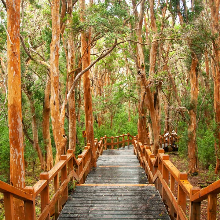 Bosque de Arrayanes