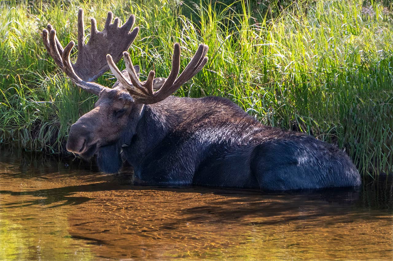 Moose Sightings