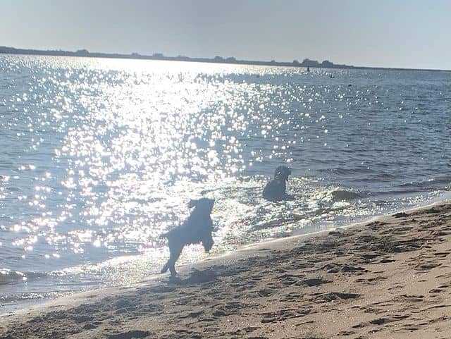 Designated Dog Beaches
