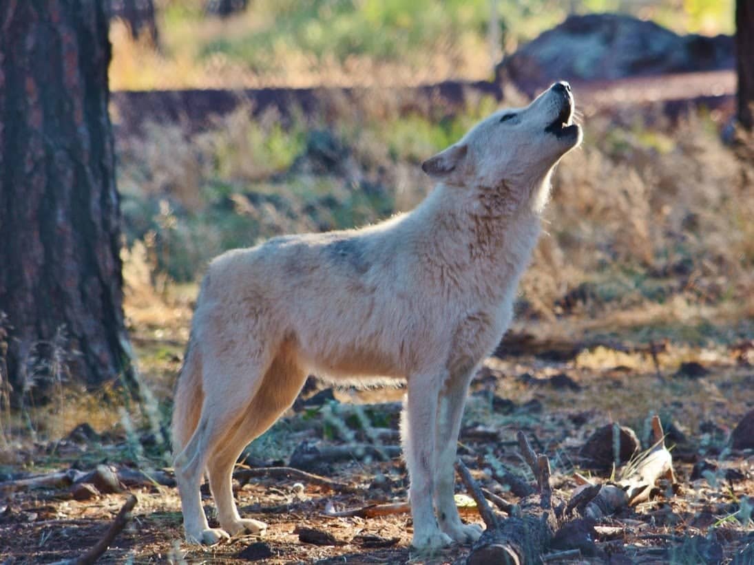 Majestic Wolves