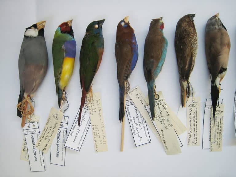 Bird Art and Taxidermy