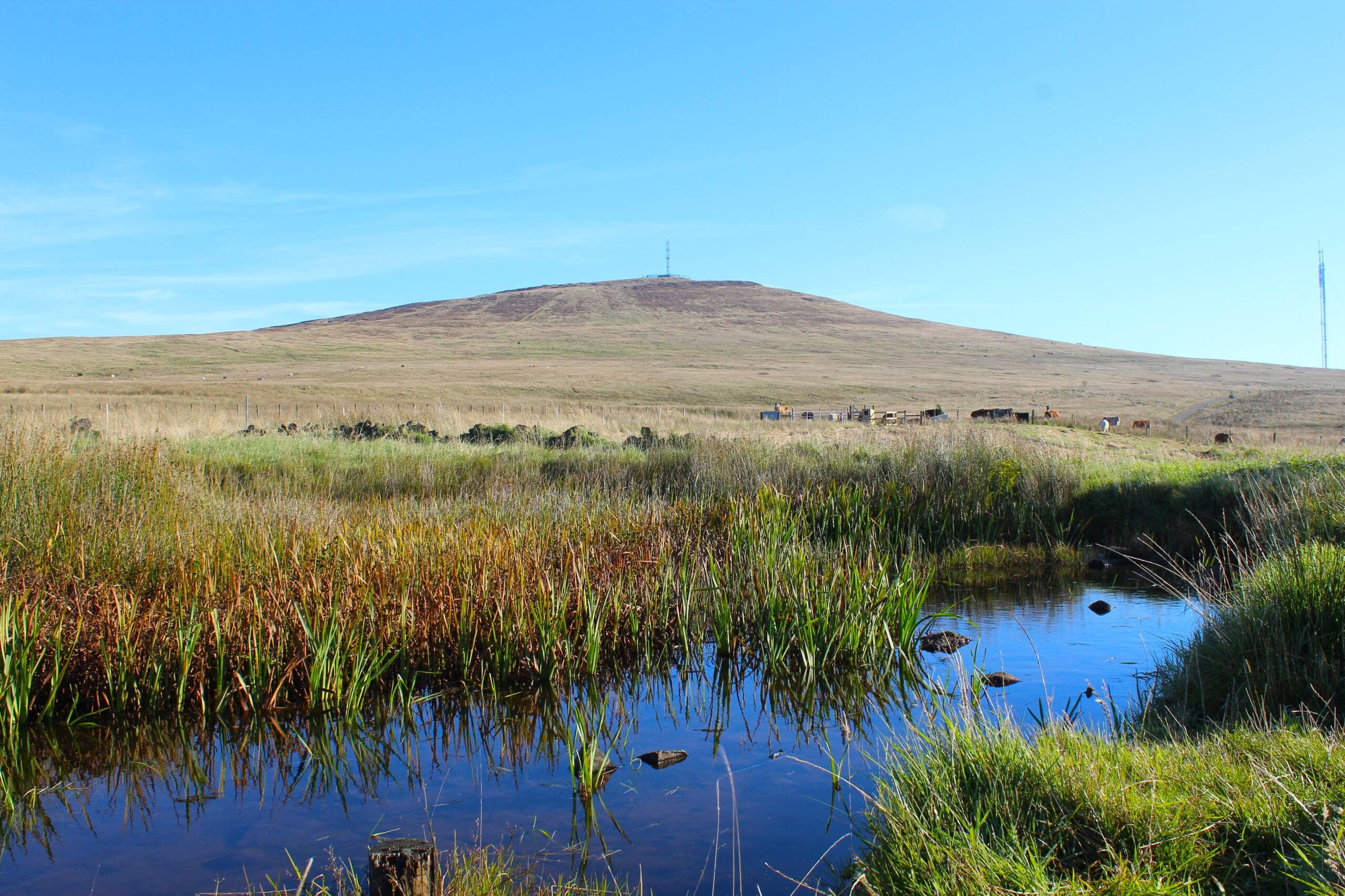 Wildlife-Rich Landscape