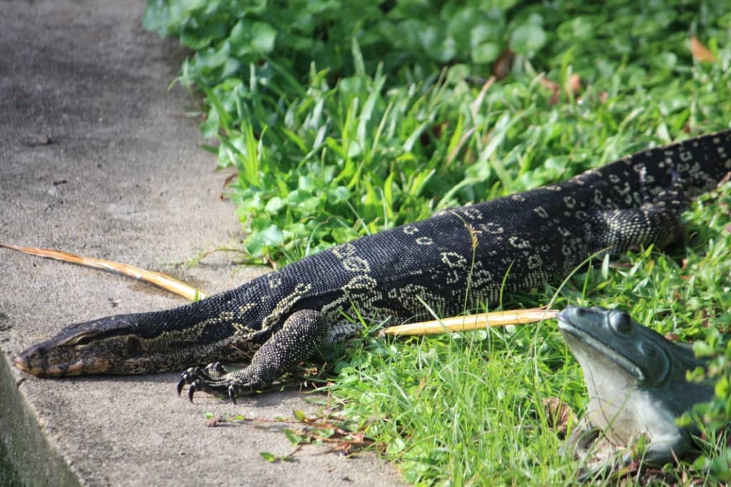Monitor Lizard Spotting