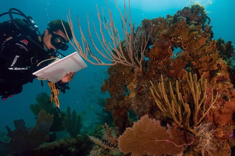 Marine Life Spectacle