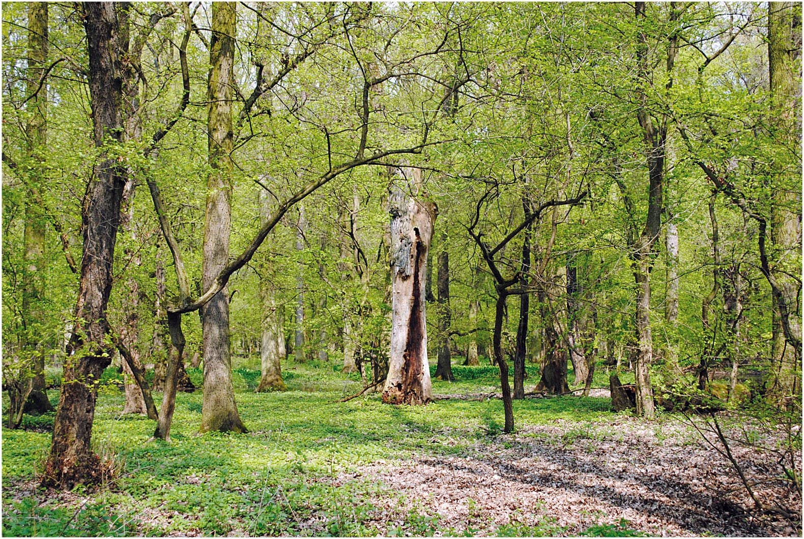 Ancient Pine Trees
