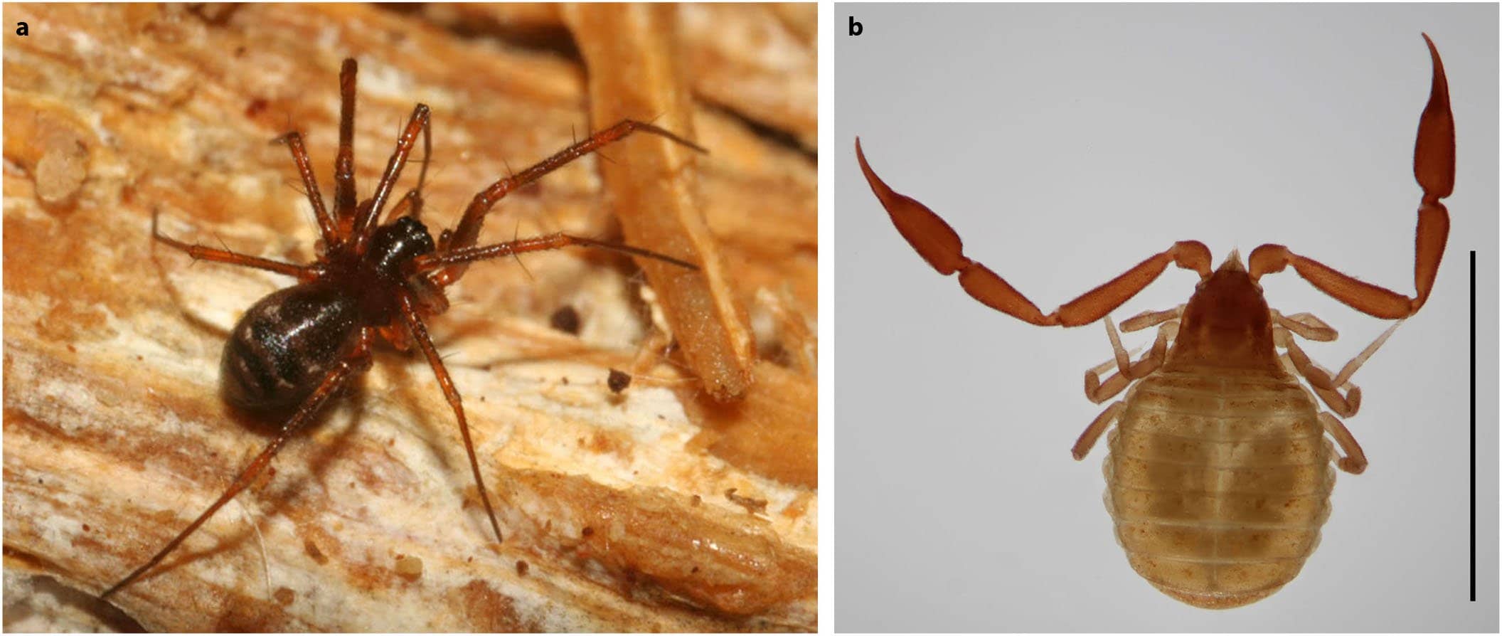 Insect and Arachnid Displays