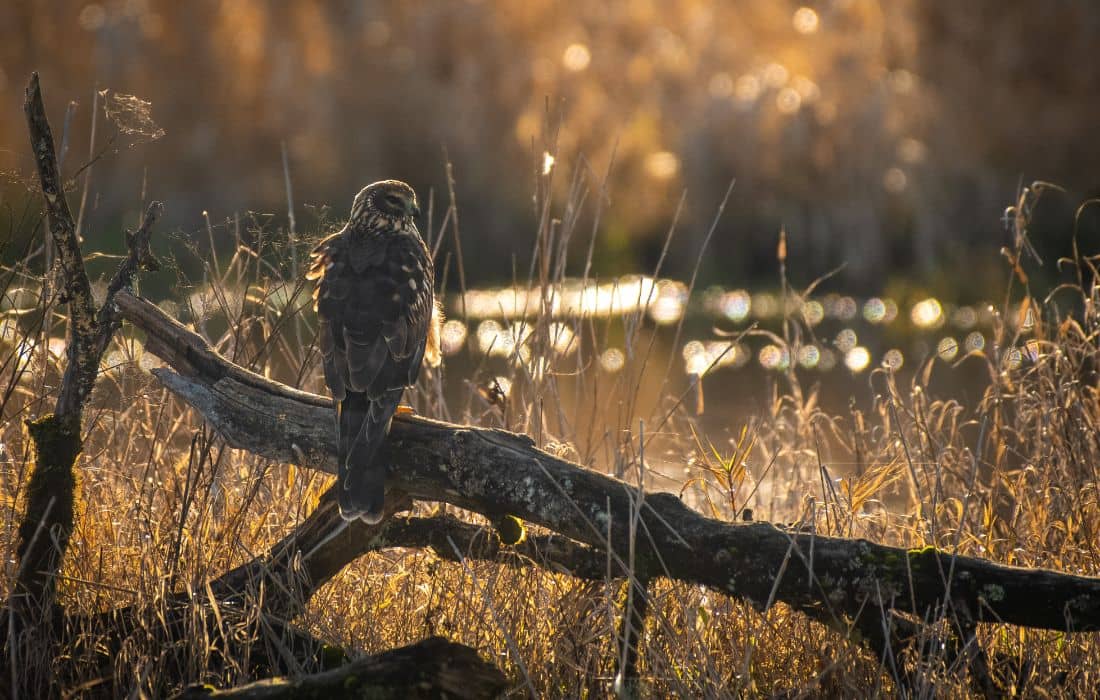 Birdwatching Opportunities