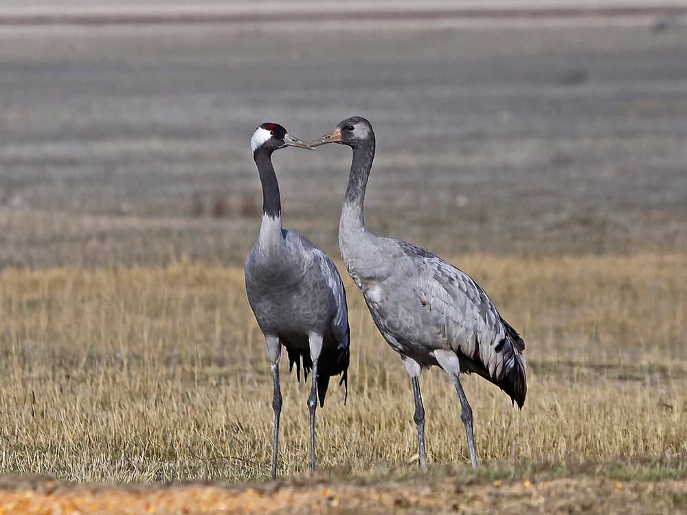 Diverse Bird Species