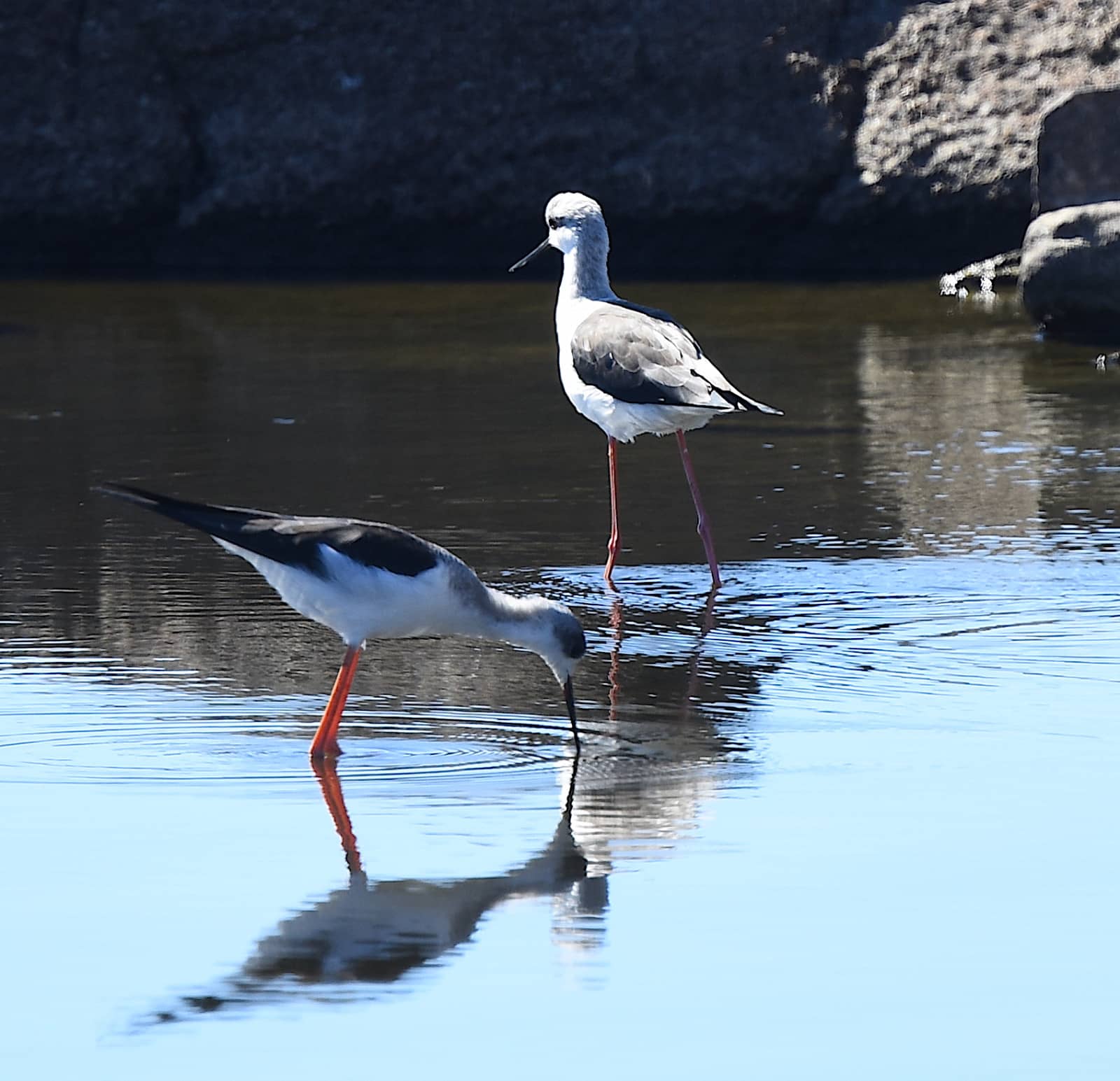 Stork and Heron Habitats