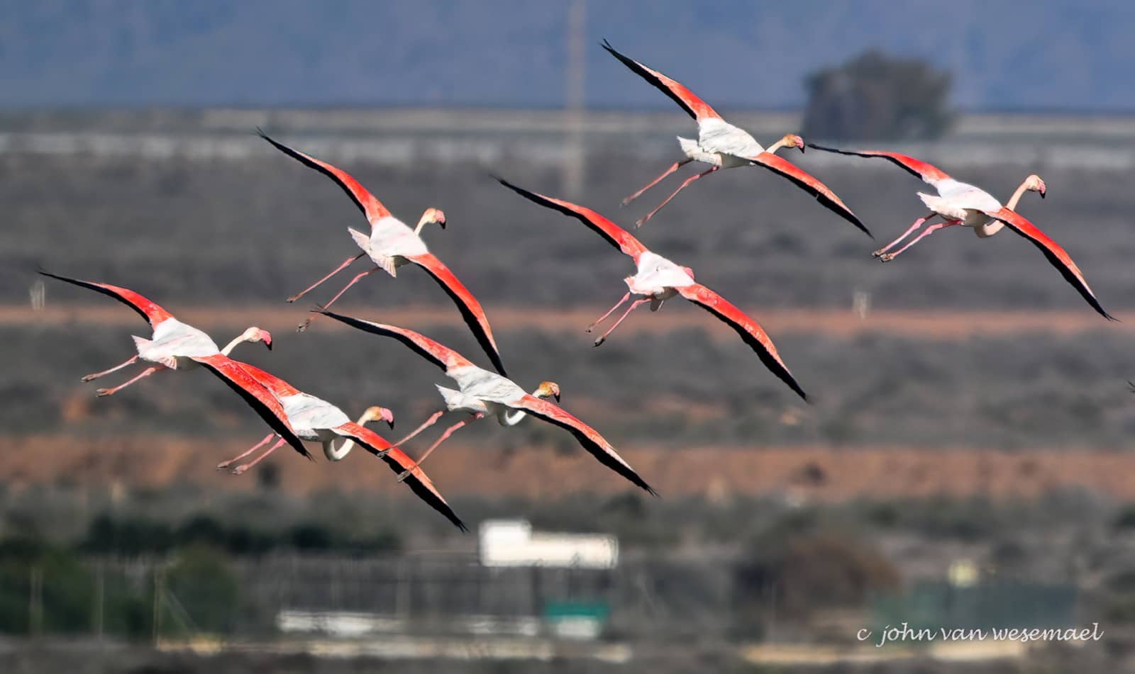 Flamingo Watching