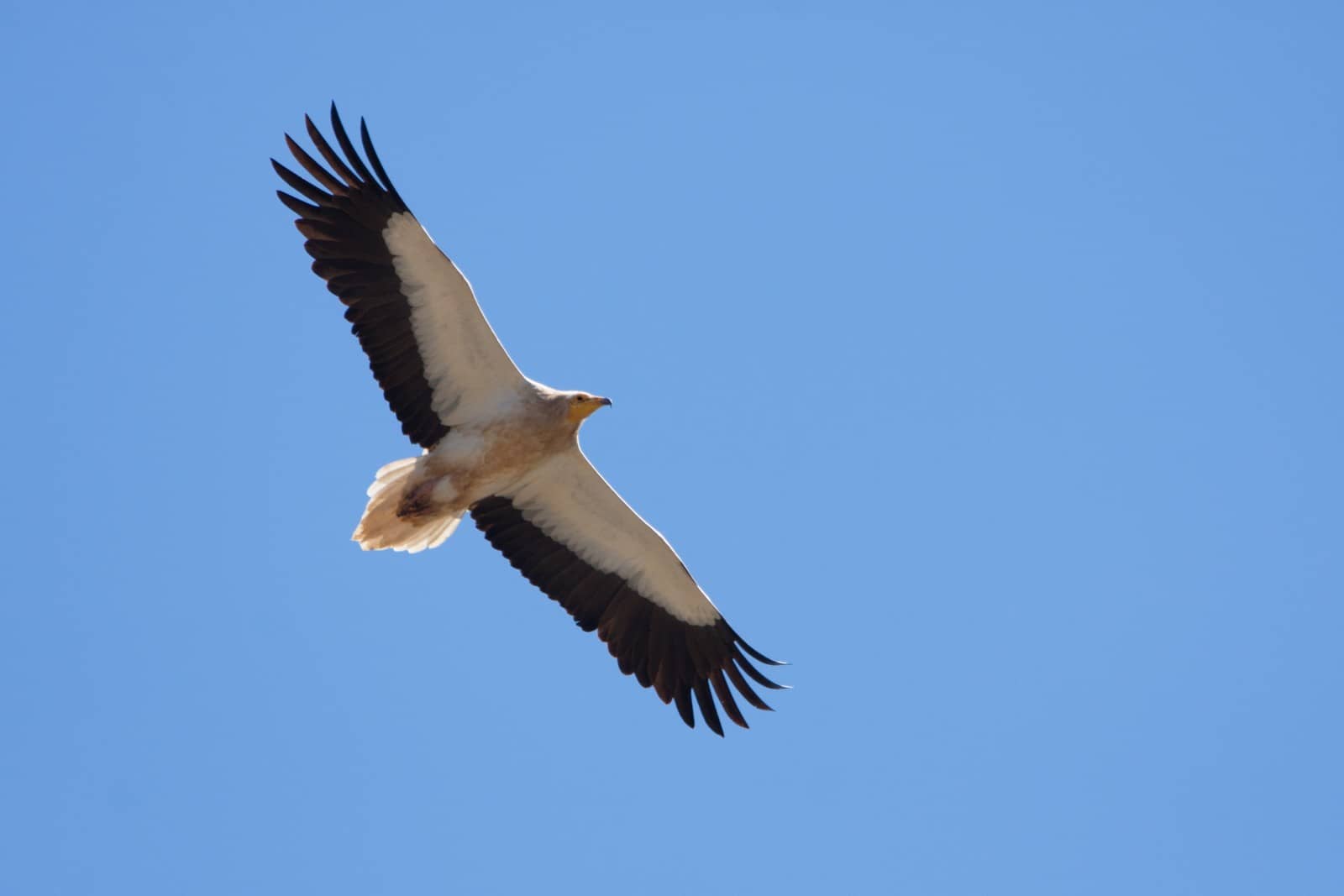 Vulture Spotting