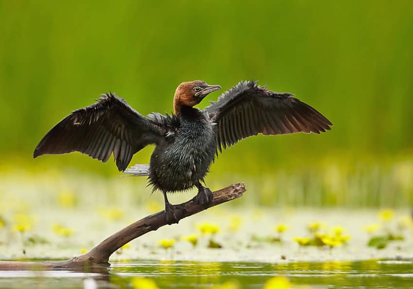 Diverse Birdlife