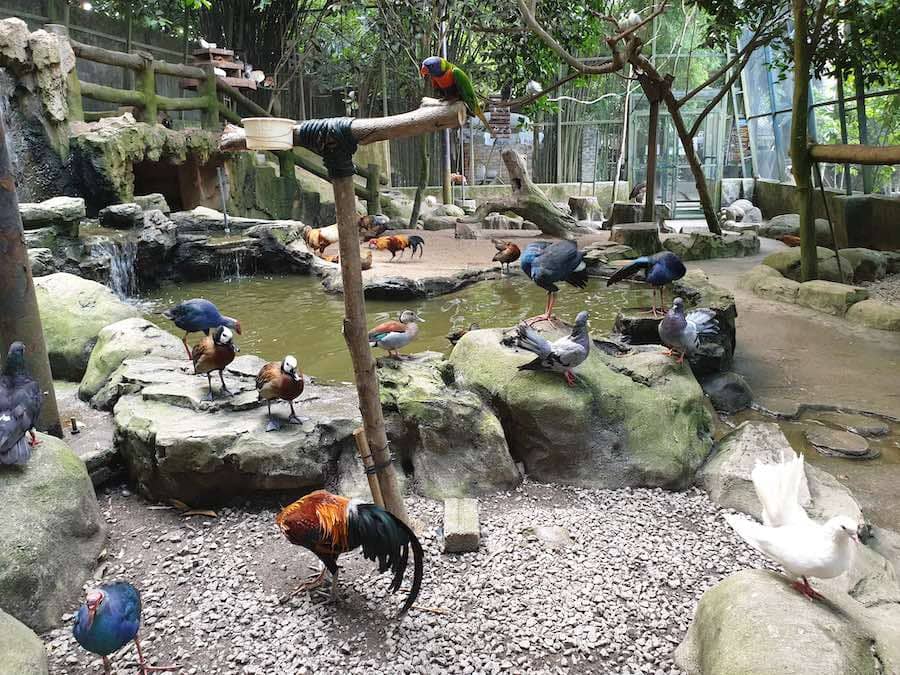 Exotic Bird Aviary
