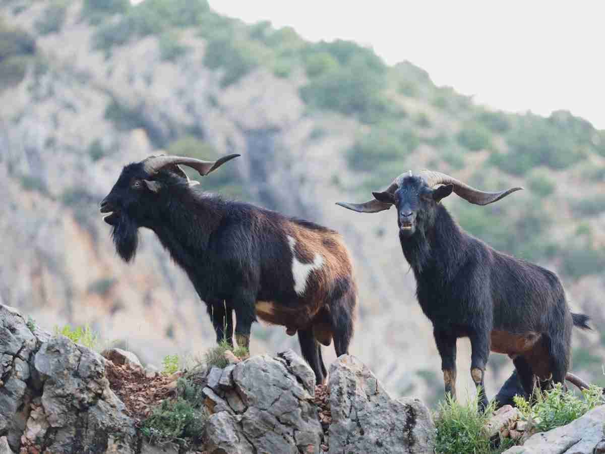 Wildlife Encounters