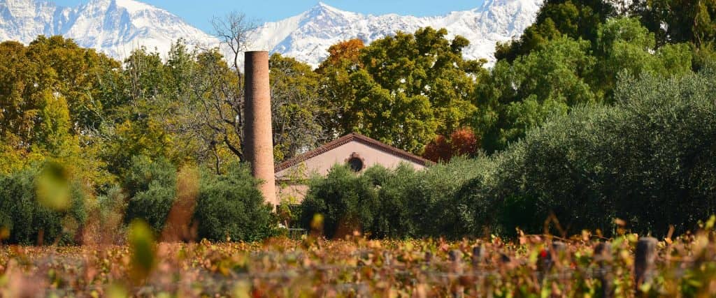 Organic Vineyard Stroll