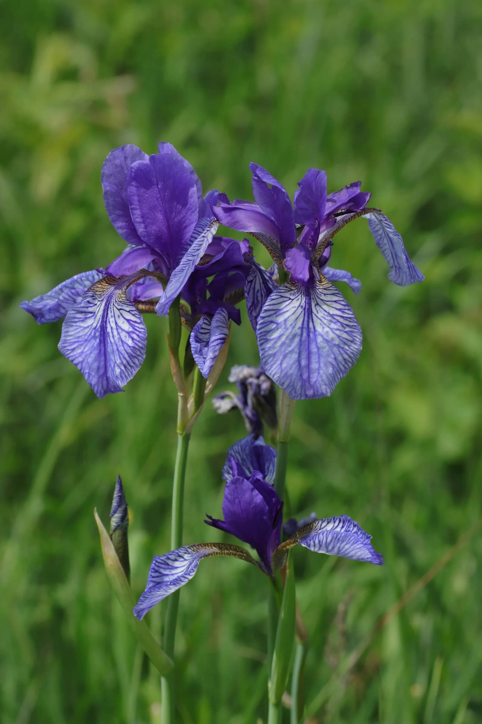 Blooming Irises