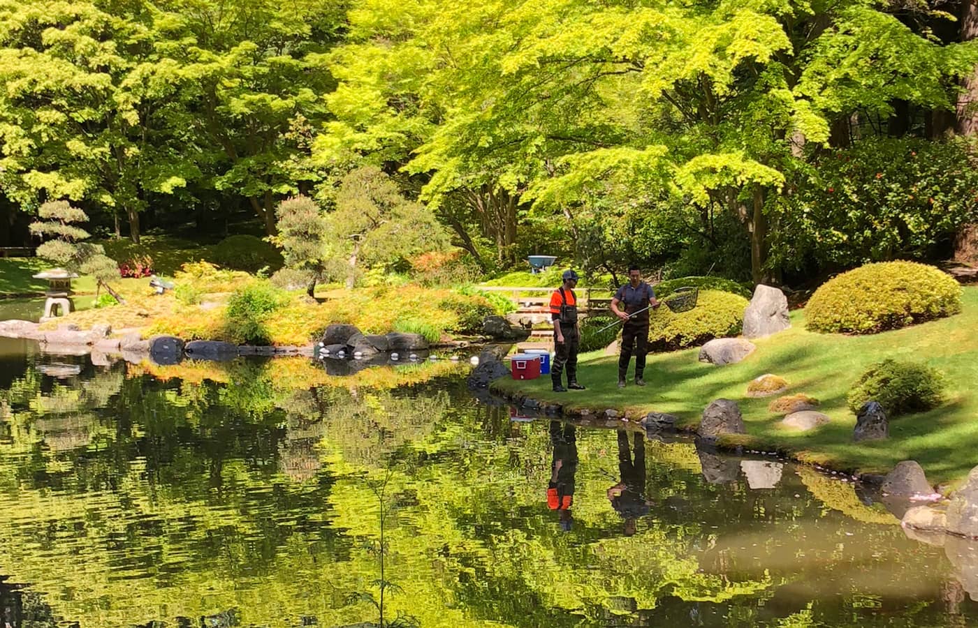 Koi Pond & Waterfalls