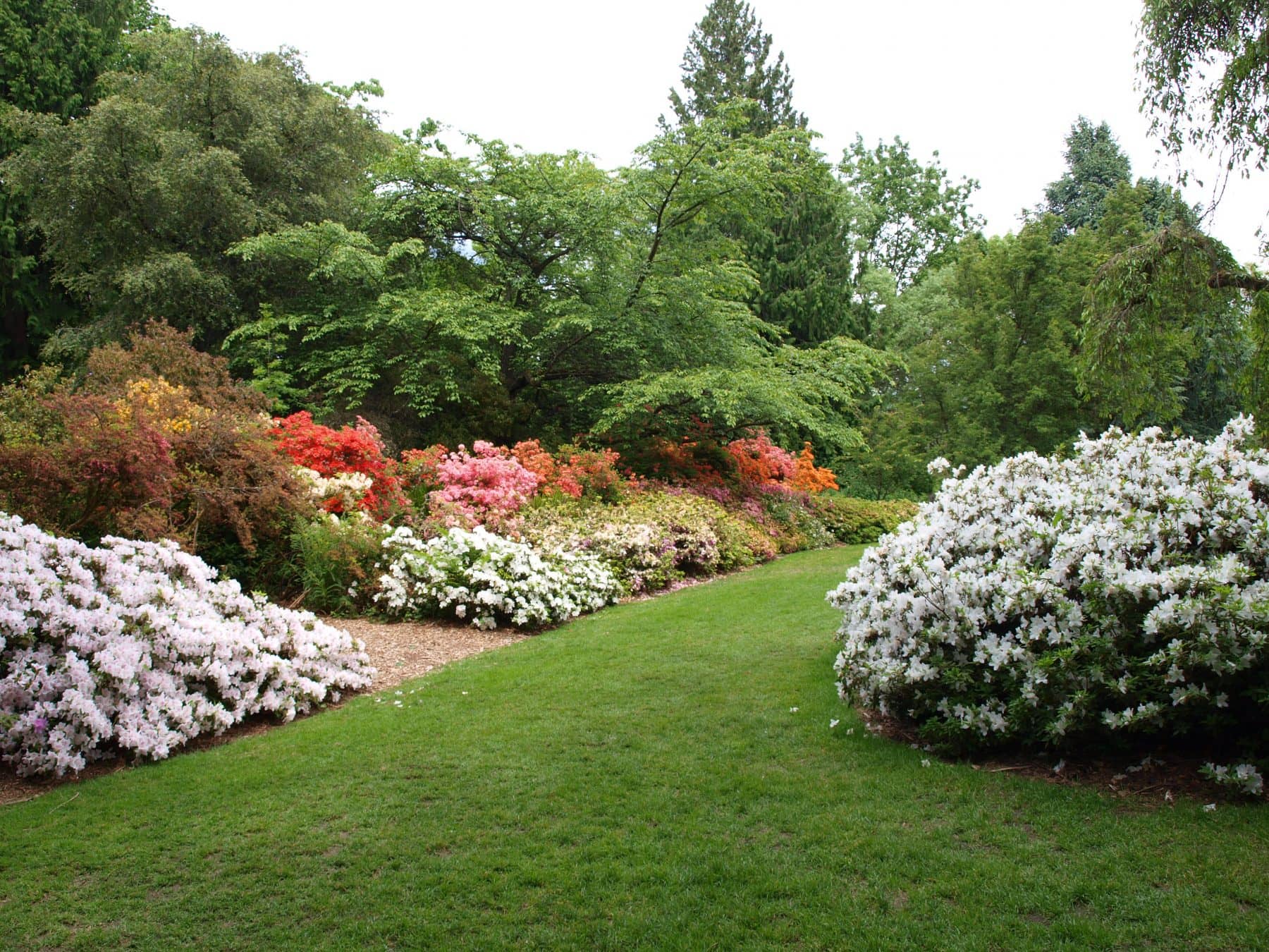 Azalea Way
