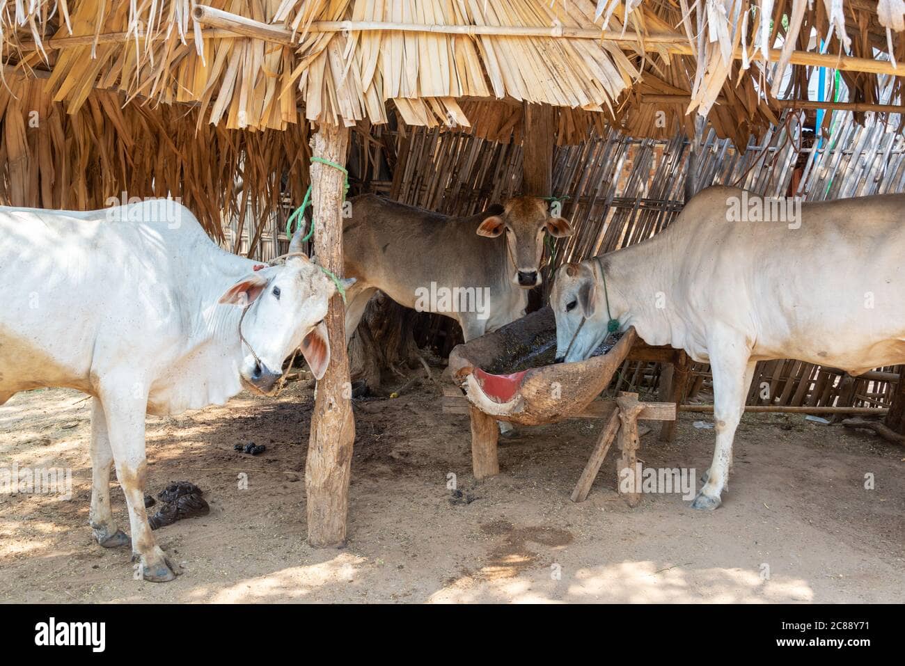 White Cows