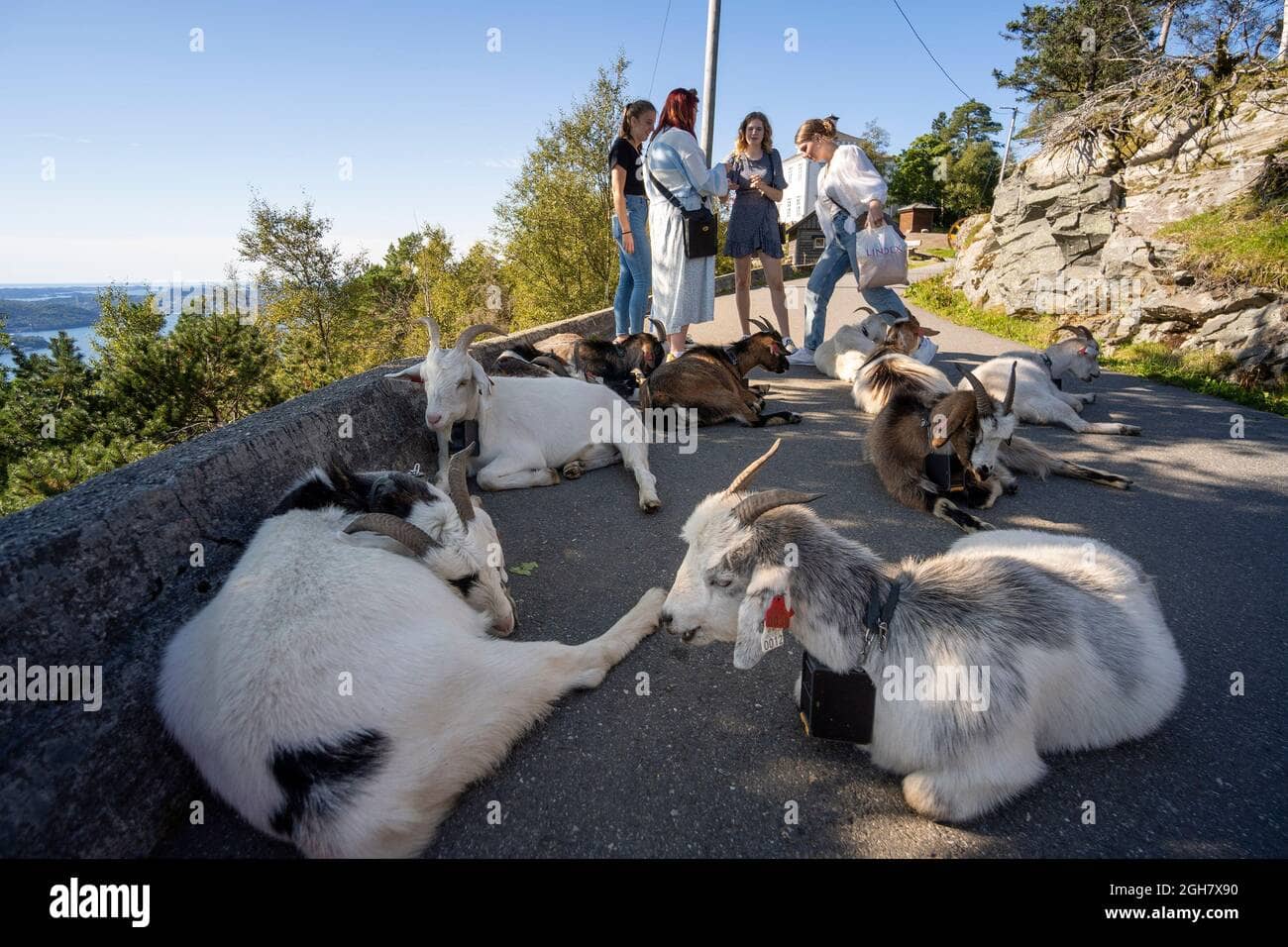 Friendly Goats