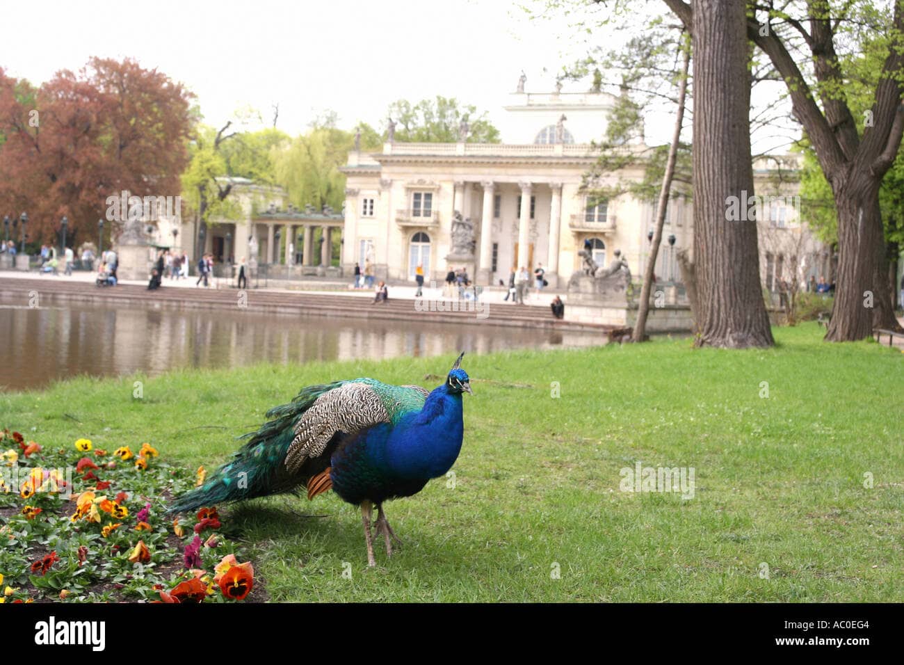 Peacocks and Wildlife