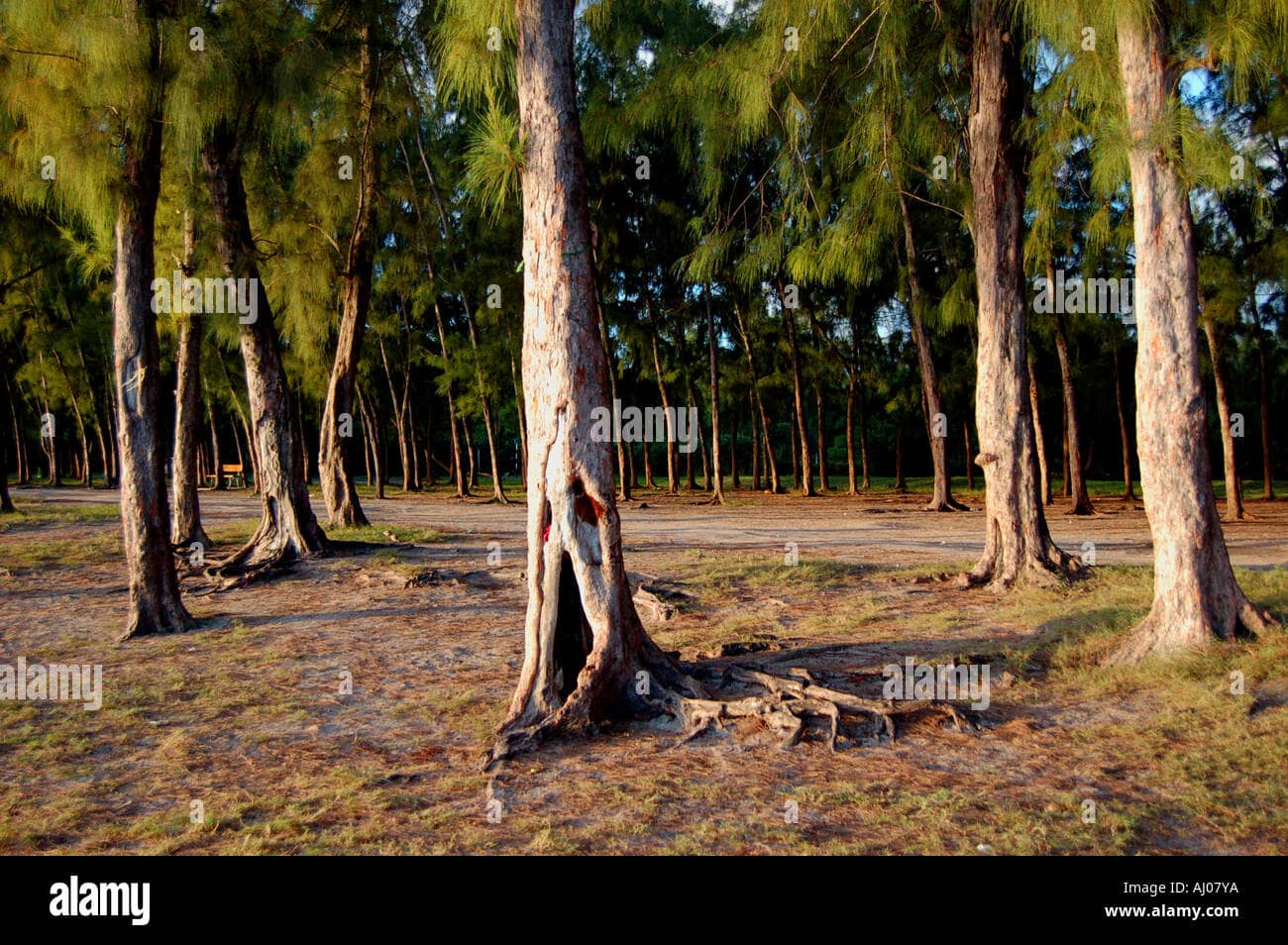 Casuarina Tree Shade