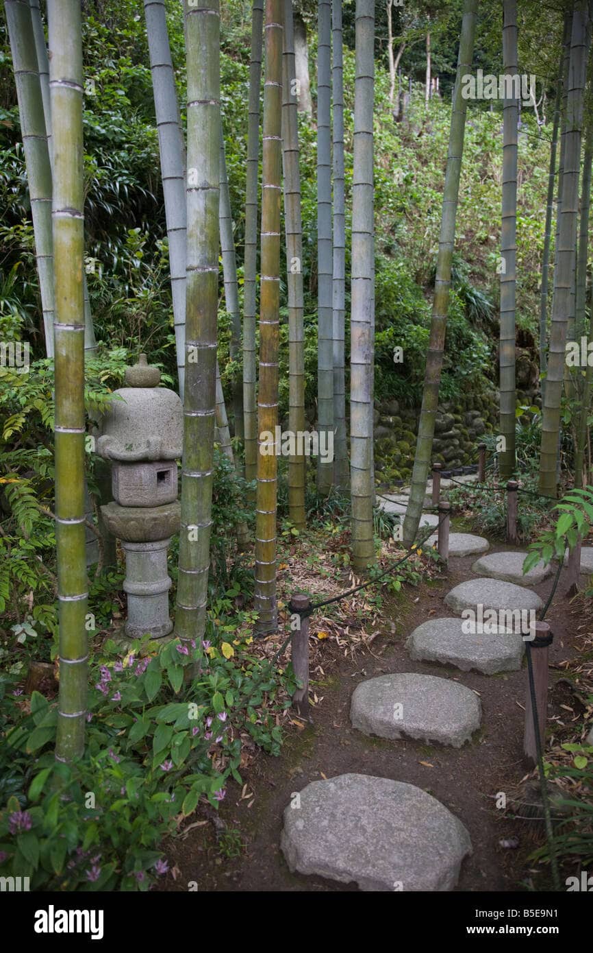 Serene Bamboo Grove