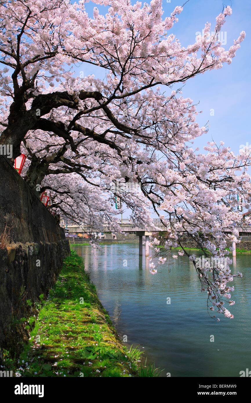 Riverside Sakura Blooms
