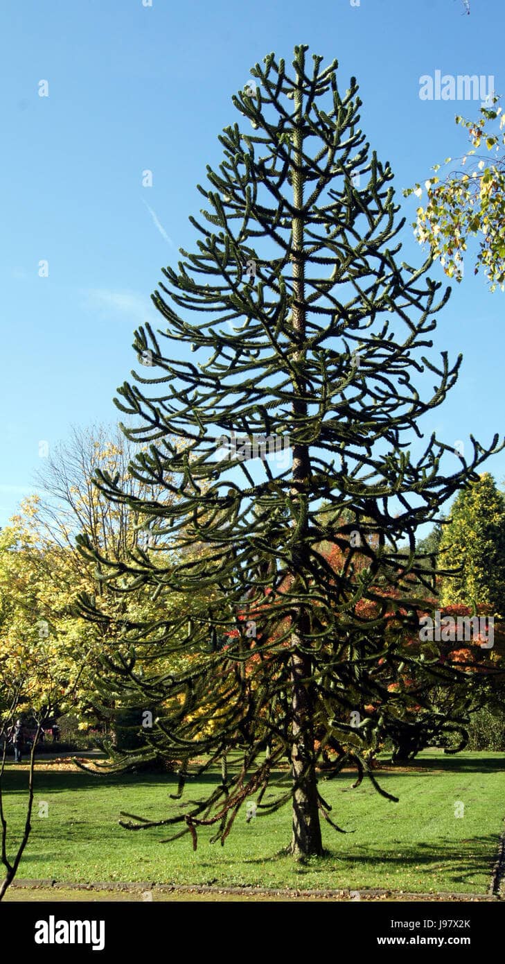 Ancient Fossil Tree