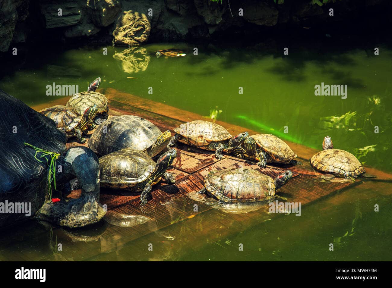The Turtle Pond
