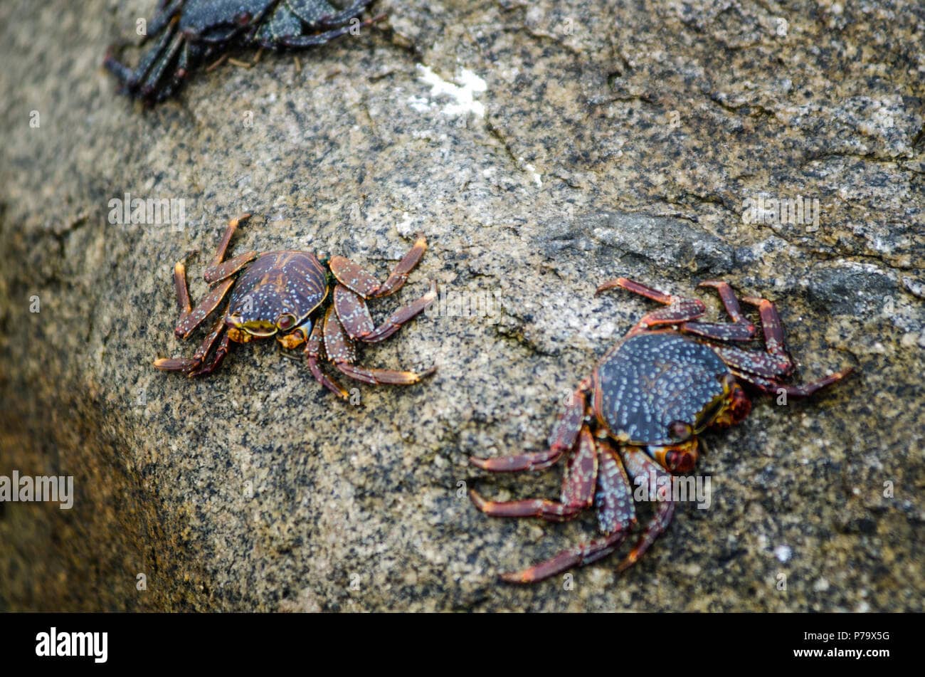 Abundant Marine Life