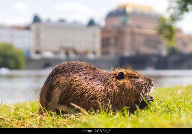 Nutria Spotting