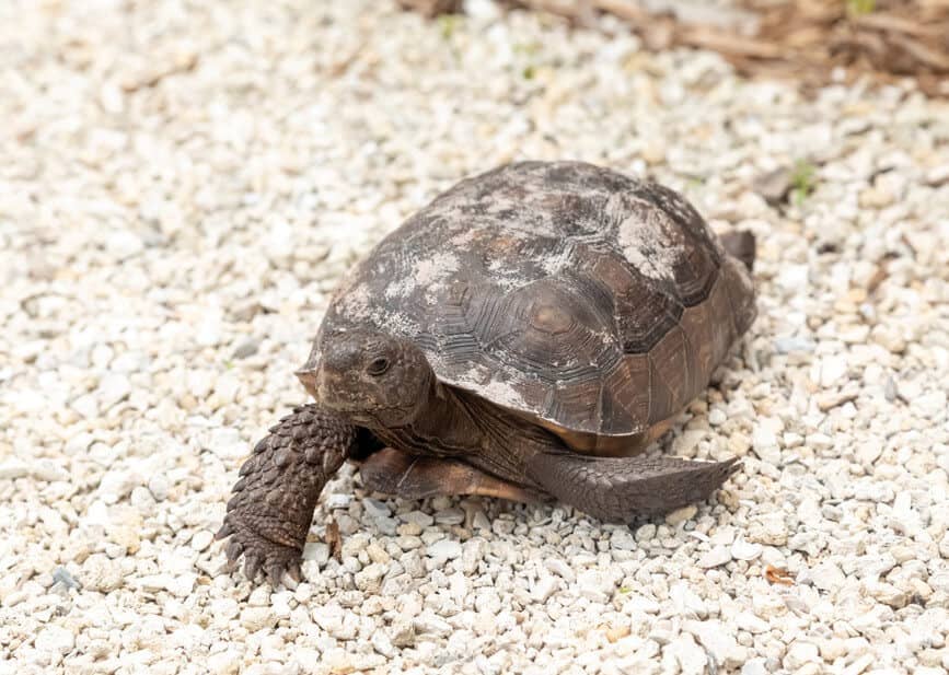 Nature Trails & Wildlife