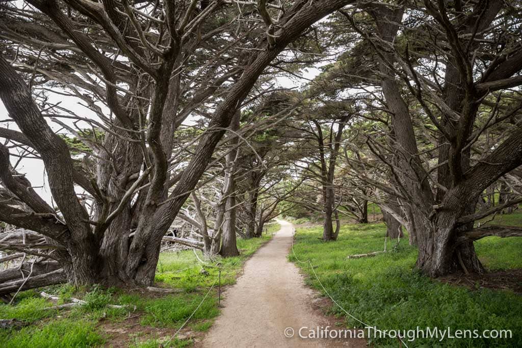 Cypress Grove Trail