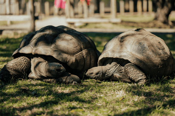 Giant Tortoises