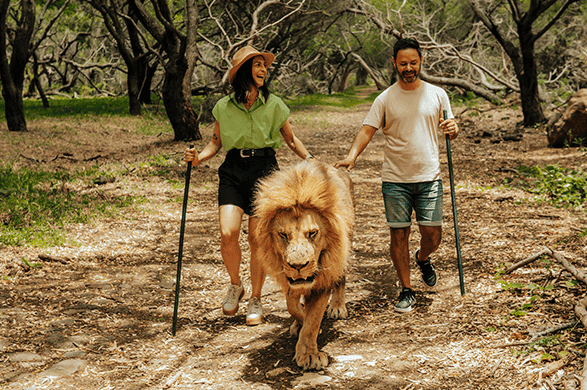 Big Cats Encounters