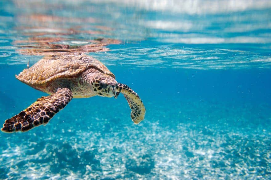 Sea Turtle Rescue Center
