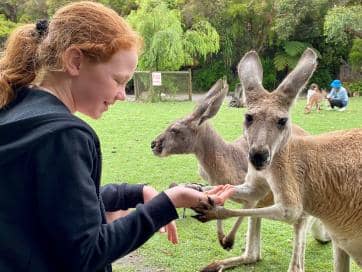 Kangaroo Feeding