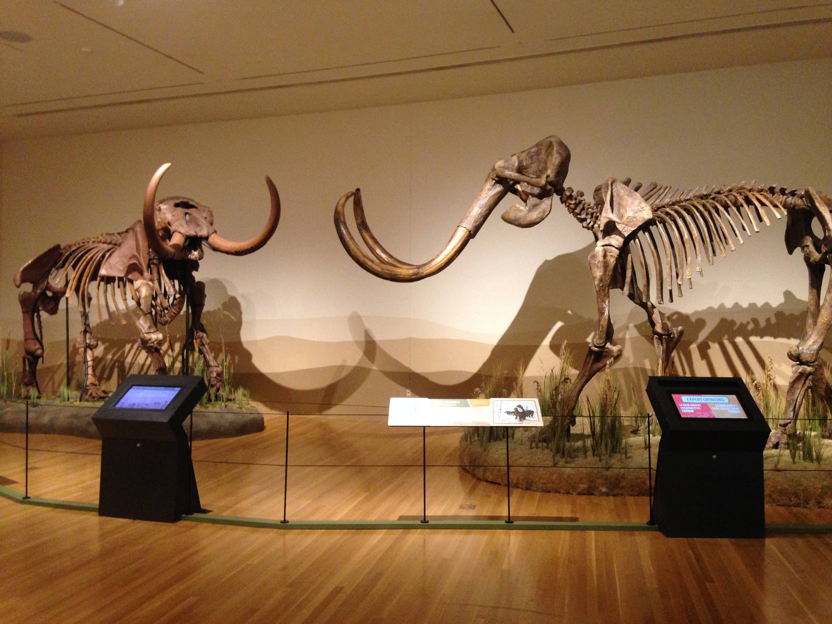 Mammoth Skeletons
