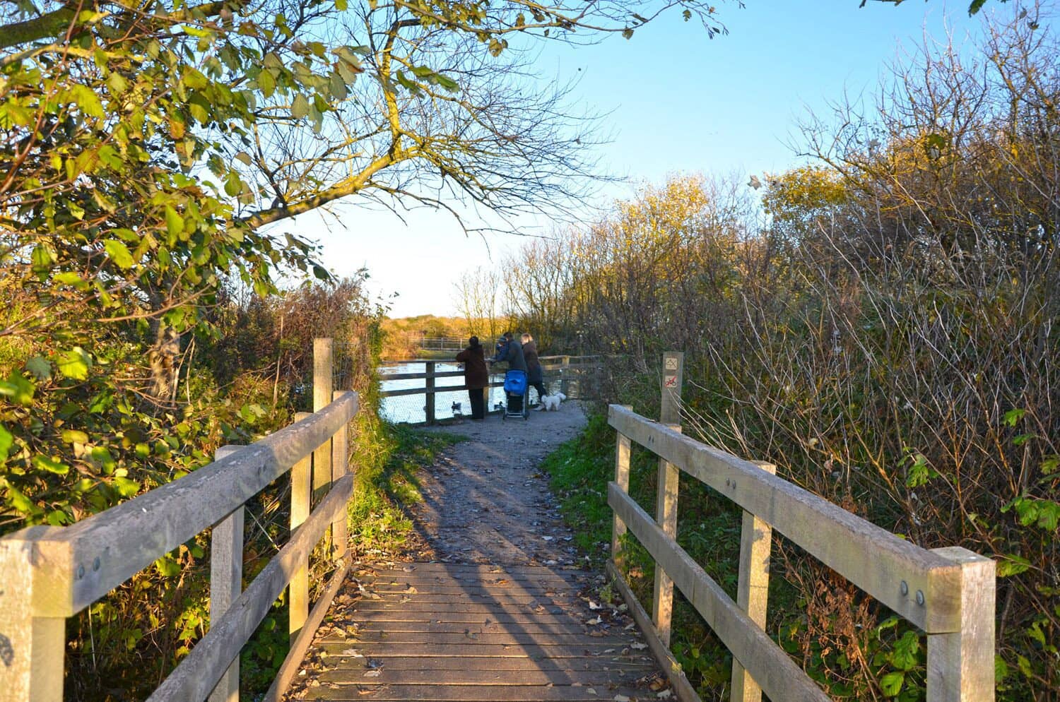 Wooden Boardwalk Trails
