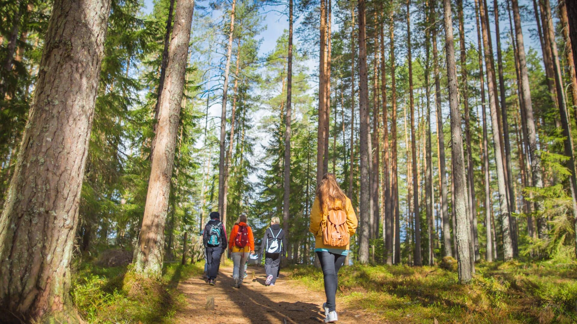 Forest Walk