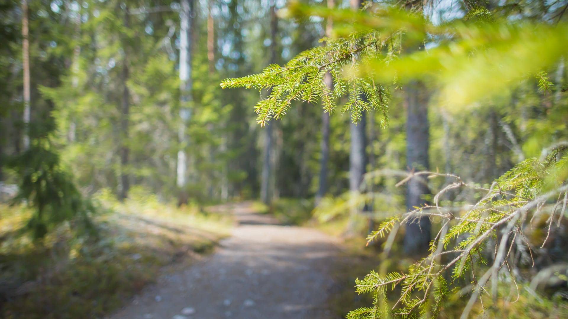 Forest Trails