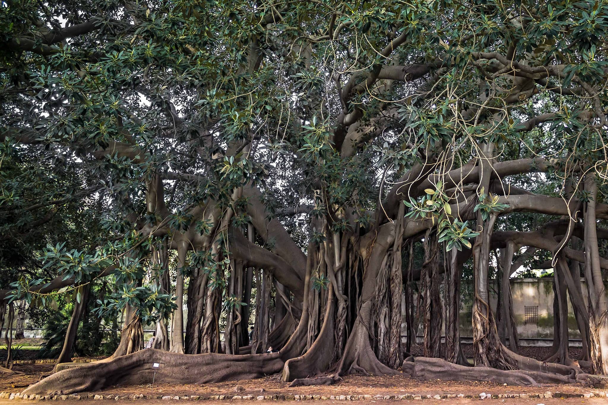 Italy's 'Tree of the Year 2022'