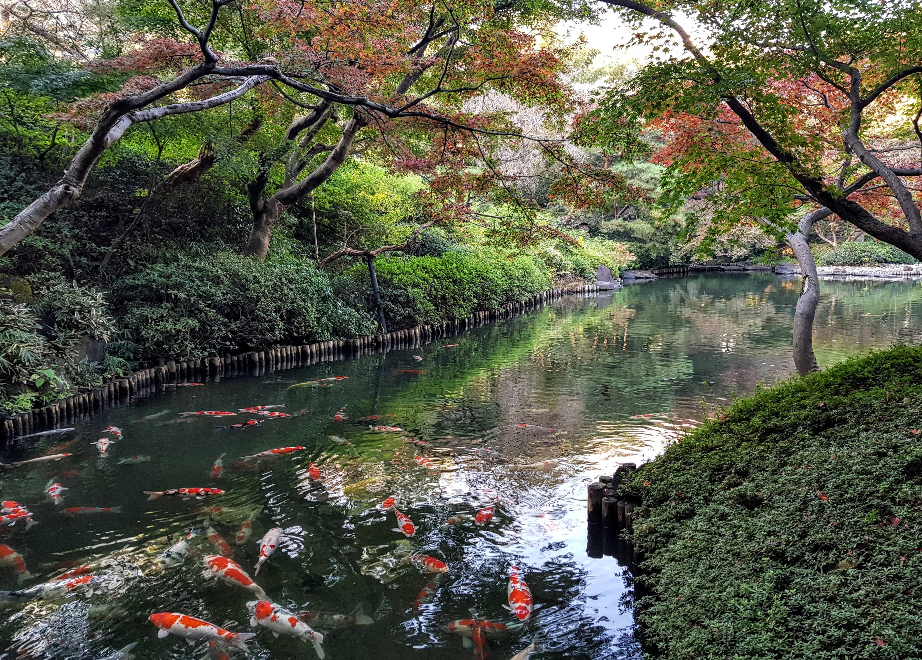 Tranquil Koi Ponds