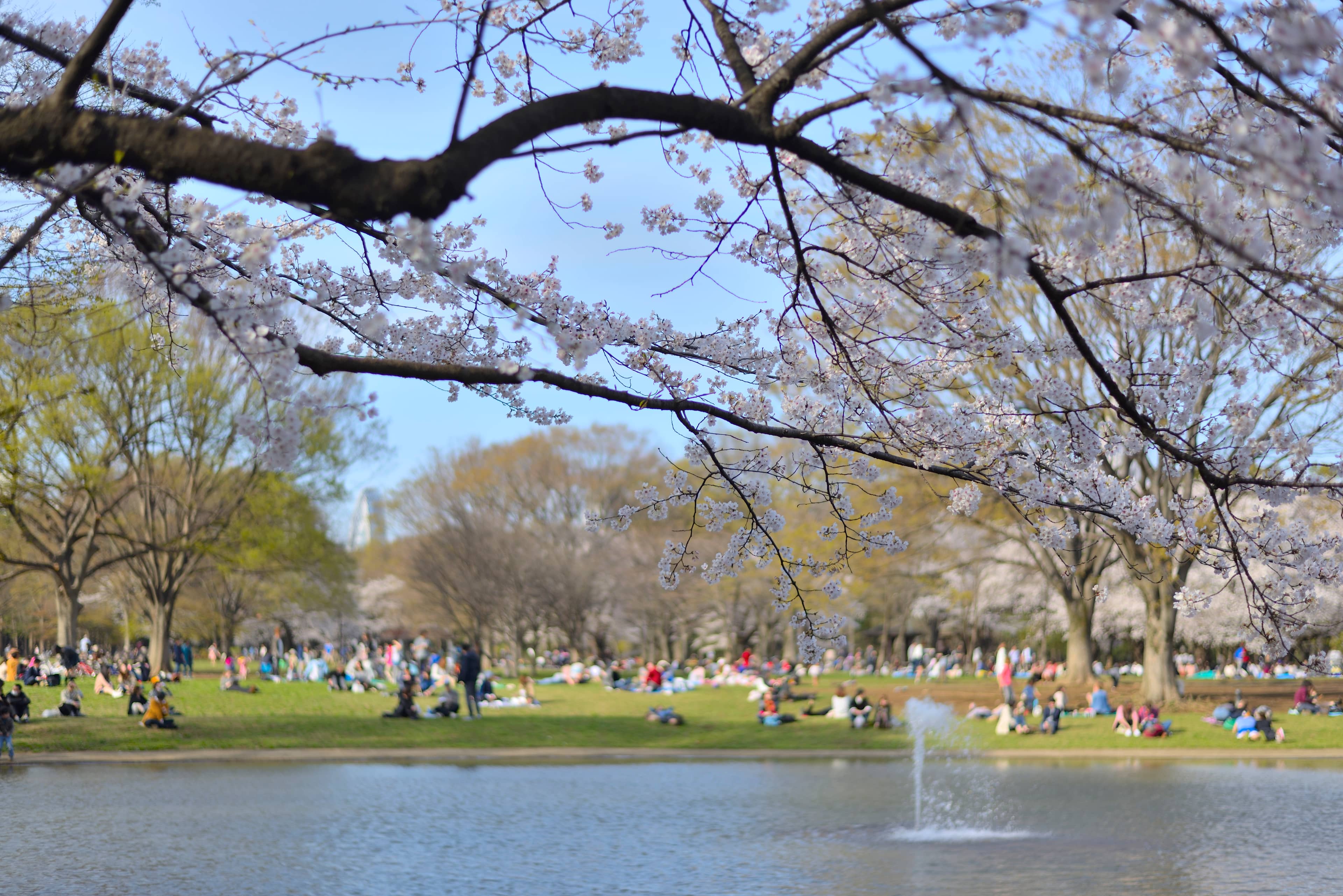 Yoyogi Park's Green Spaces