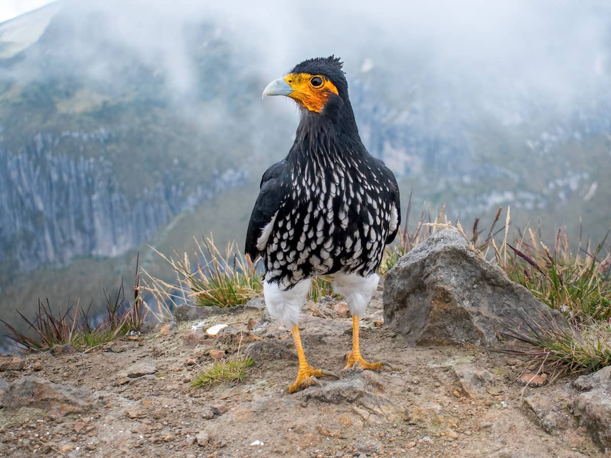 Carunculated Caracara
