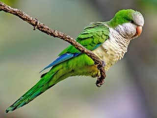 Parrot Sightings