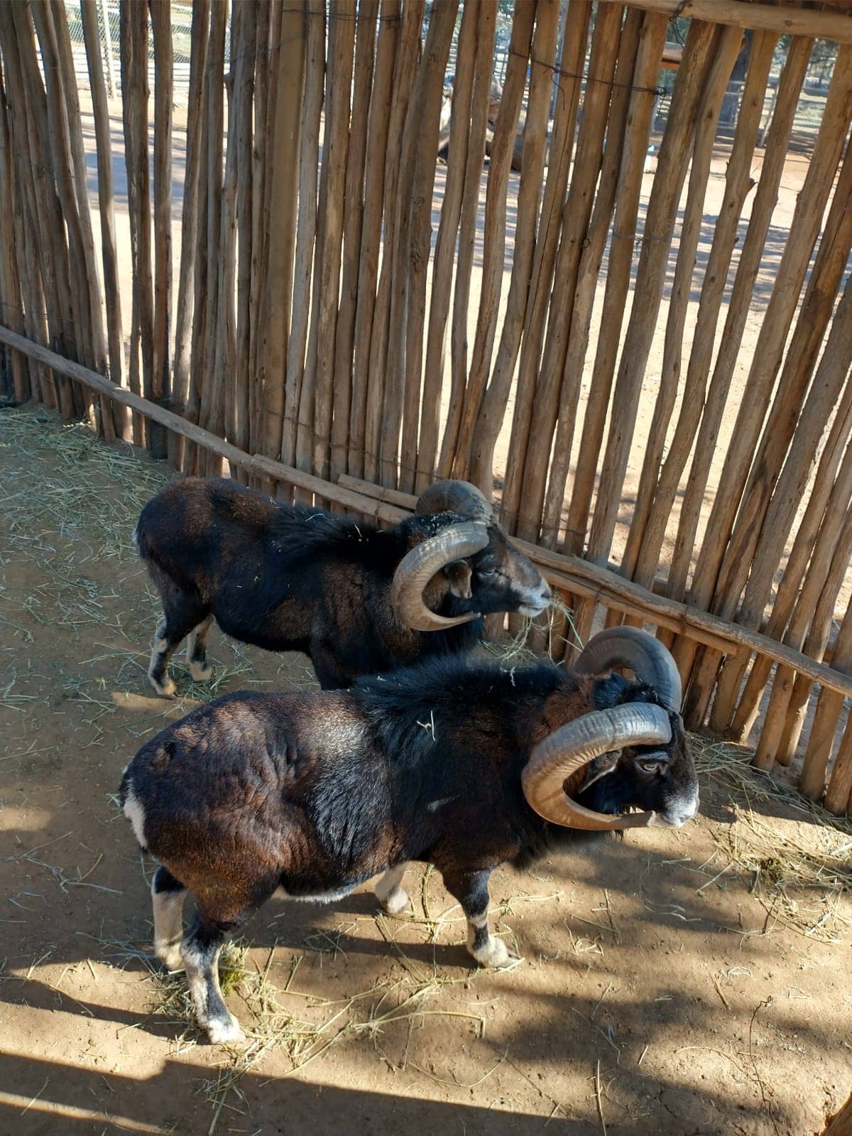 Wildlife Encounters